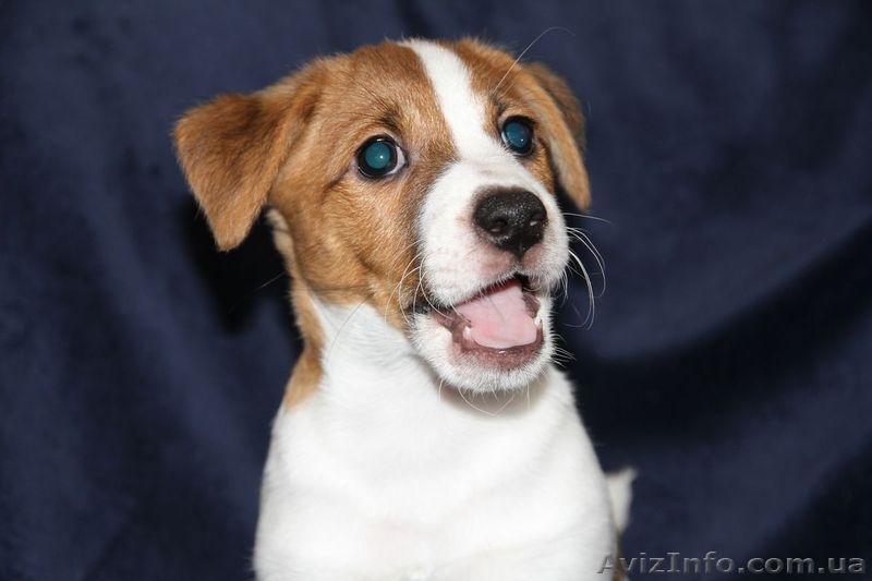Симпатичные щенки джек рассел терьера - <ro>Изображение</ro><ru>Изображение</ru> #5, <ru>Объявление</ru> #1076055