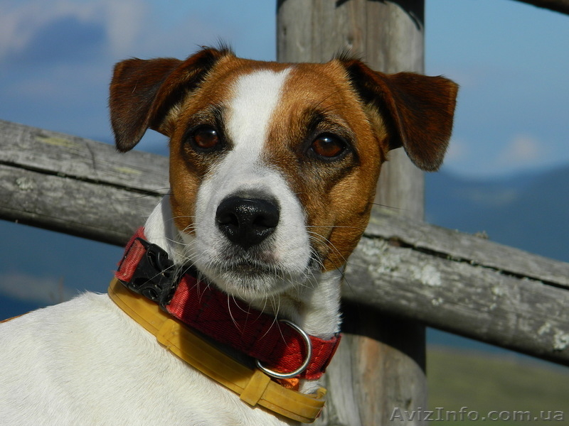 Лучший антикризисный друг – шенок джек рассел терьера  - <ro>Изображение</ro><ru>Изображение</ru> #2, <ru>Объявление</ru> #1073158