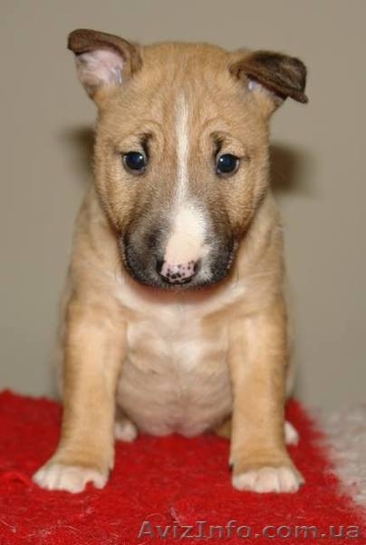 Бультерьер миниатюрный (карликовый) щеночки  - <ro>Изображение</ro><ru>Изображение</ru> #3, <ru>Объявление</ru> #1071000