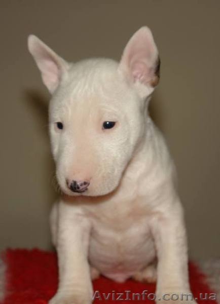 Бультерьер миниатюрный (карликовый) щеночки  - <ro>Изображение</ro><ru>Изображение</ru> #4, <ru>Объявление</ru> #1071000