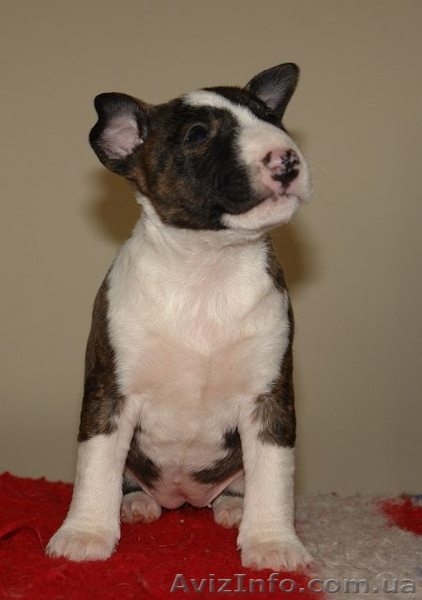 Бультерьер миниатюрный (карликовый) щеночки  - <ro>Изображение</ro><ru>Изображение</ru> #1, <ru>Объявление</ru> #1071000
