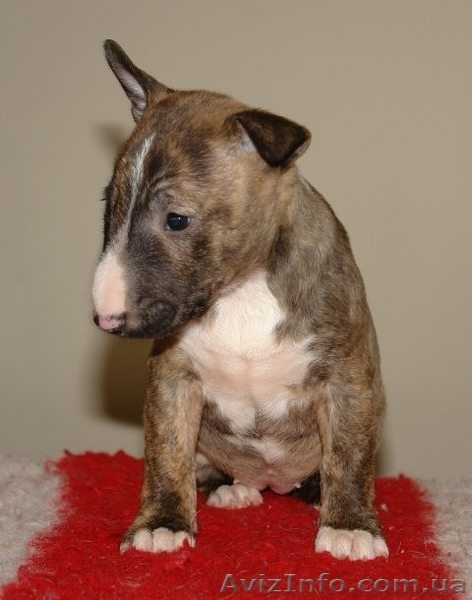Бультерьер миниатюрный (карликовый) щеночки  - <ro>Изображение</ro><ru>Изображение</ru> #2, <ru>Объявление</ru> #1071000