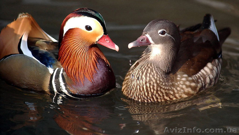 Продам декоративных уток: каролинки, мандаринки, черок, казарка и др. - <ro>Изображение</ro><ru>Изображение</ru> #3, <ru>Объявление</ru> #1067519