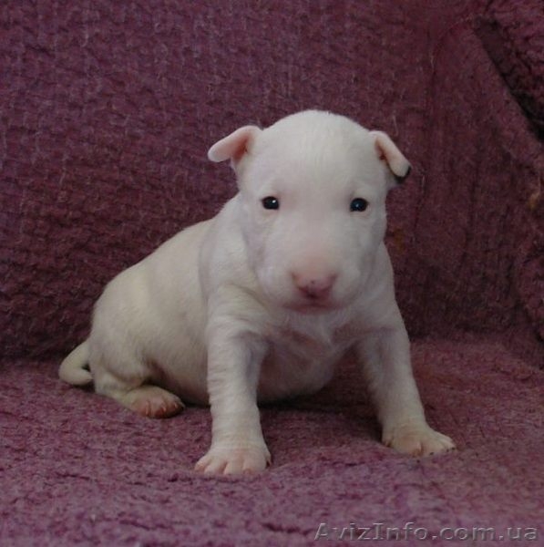 Миниатюрный бультерьер щенки  - <ro>Изображение</ro><ru>Изображение</ru> #1, <ru>Объявление</ru> #1066080