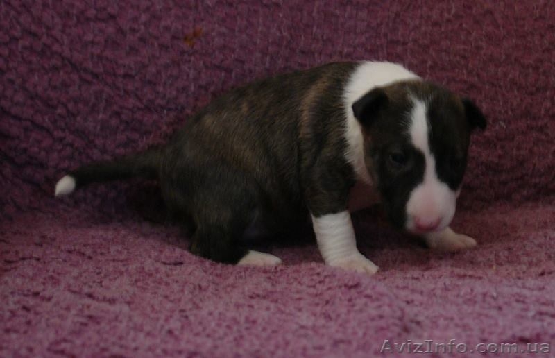 Миниатюрный бультерьер щенки  - <ro>Изображение</ro><ru>Изображение</ru> #2, <ru>Объявление</ru> #1066080