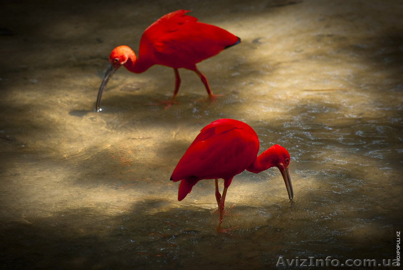 Продам журавлей, декоративные журавли, Венценосный журавль, ибис - <ro>Изображение</ro><ru>Изображение</ru> #3, <ru>Объявление</ru> #1067525