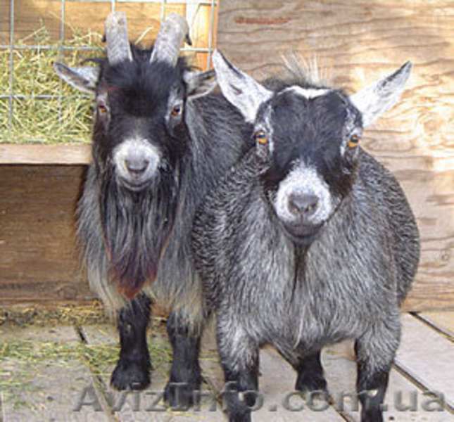 мини овцы, карликовые антилопы, карликовые коровы, лани др. - <ro>Изображение</ro><ru>Изображение</ru> #3, <ru>Объявление</ru> #1067536