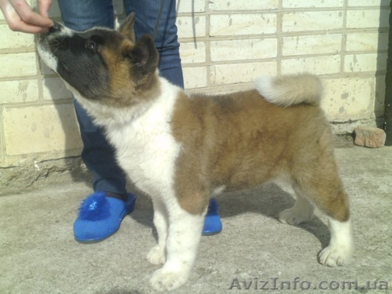 Щеночки акиты самый верный друг! - <ro>Изображение</ro><ru>Изображение</ru> #1, <ru>Объявление</ru> #1071514