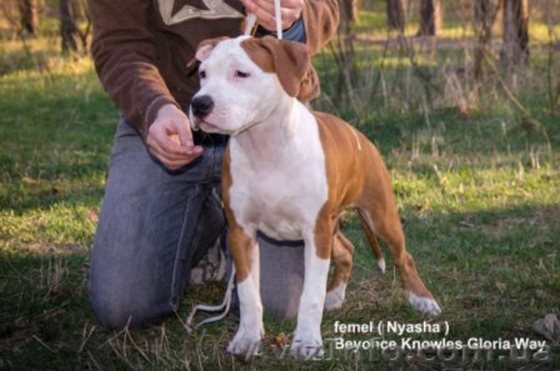 Девочка от Чемпионов Американский Стаффордширский Терьер. - <ro>Изображение</ro><ru>Изображение</ru> #2, <ru>Объявление</ru> #316491