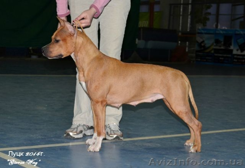 Супер щенки  Девочки  Ам. Стаф. Терьера. - <ro>Изображение</ro><ru>Изображение</ru> #5, <ru>Объявление</ru> #207286