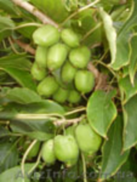 Актинидия ПОЧТОЙ В КОНТЕЙНЕРЕ - <ro>Изображение</ro><ru>Изображение</ru> #1, <ru>Объявление</ru> #1074859