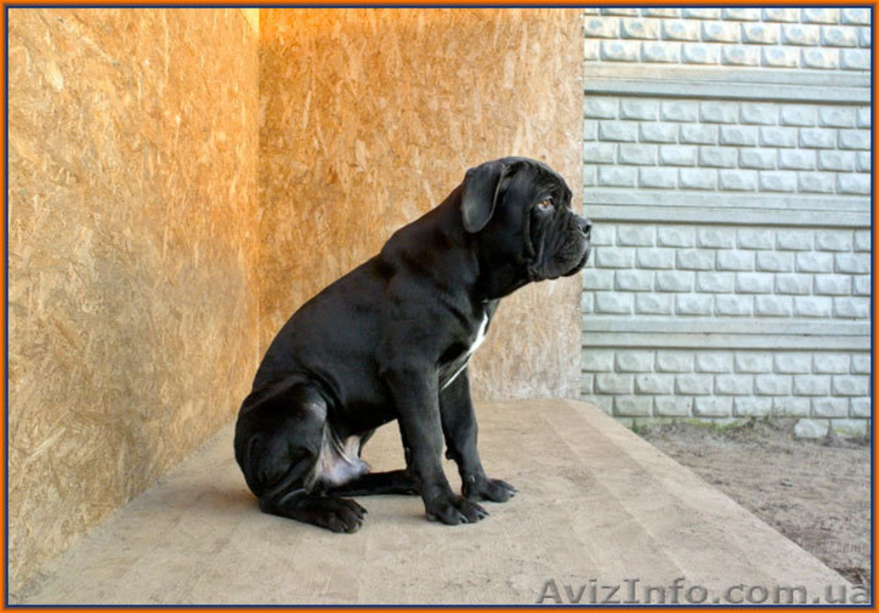 Кане Корсо щенки. Помёт от итальянской пары Чемп  - <ro>Изображение</ro><ru>Изображение</ru> #1, <ru>Объявление</ru> #1076758