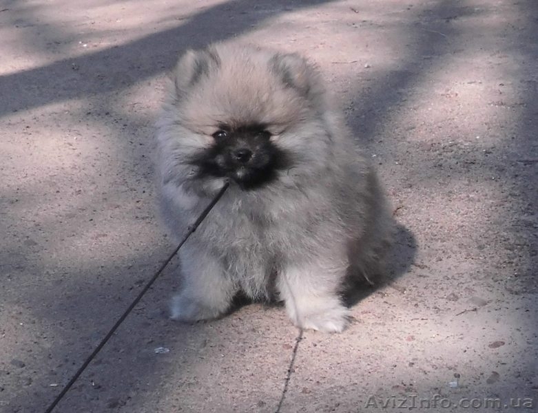 шпиц померанский - <ro>Изображение</ro><ru>Изображение</ru> #2, <ru>Объявление</ru> #1072199