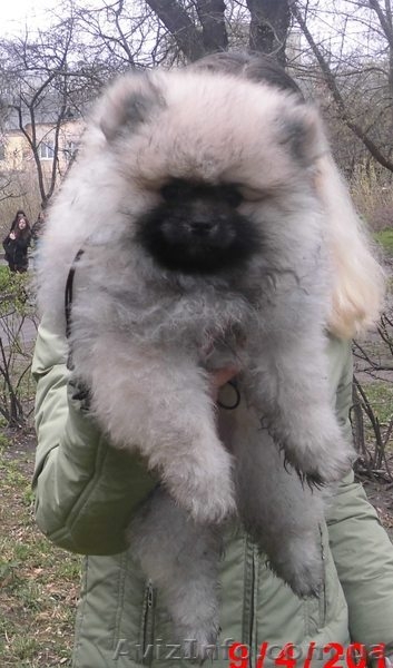 шпиц померанский - <ro>Изображение</ro><ru>Изображение</ru> #1, <ru>Объявление</ru> #1072199