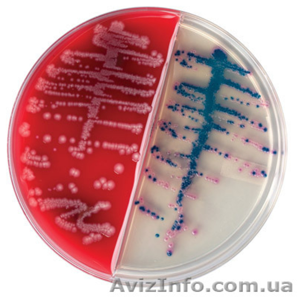 Среды для микробиологии - <ro>Изображение</ro><ru>Изображение</ru> #2, <ru>Объявление</ru> #1076505