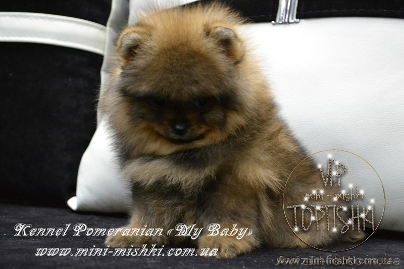 Щеночки карликового померанского шпица SHOW-Classa! - <ro>Изображение</ro><ru>Изображение</ru> #2, <ru>Объявление</ru> #1082939