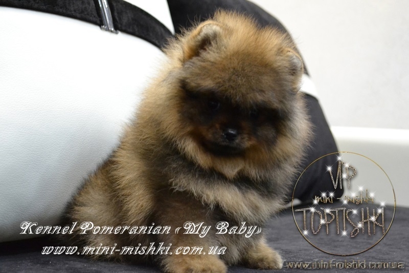 Элитные мини щеночки карликового померанского шпица SHOW-classa! - <ro>Изображение</ro><ru>Изображение</ru> #3, <ru>Объявление</ru> #1082838