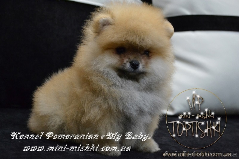 Элитные мини щеночки карликового померанского шпица SHOW-classa! - <ro>Изображение</ro><ru>Изображение</ru> #6, <ru>Объявление</ru> #1082838