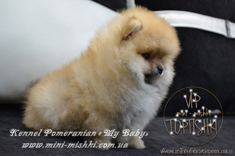 Щеночки карликового померанского шпица SHOW-Classa! - <ro>Изображение</ro><ru>Изображение</ru> #1, <ru>Объявление</ru> #1082939