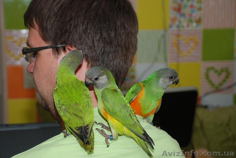 Ручной попугай для разговора Сенегал и Аратинга, продажа - <ro>Изображение</ro><ru>Изображение</ru> #3, <ru>Объявление</ru> #1067531