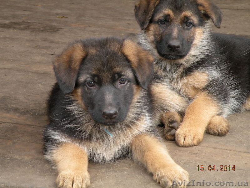 немецкое овчарование - <ro>Изображение</ro><ru>Изображение</ru> #1, <ru>Объявление</ru> #1076021