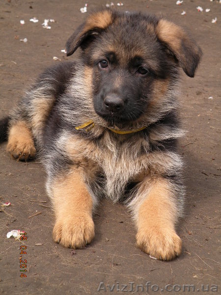 немецкое овчарование - <ro>Изображение</ro><ru>Изображение</ru> #3, <ru>Объявление</ru> #1076021