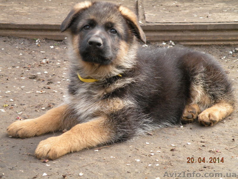 Элитные щенки немецкой овчарки  шоу класса - <ro>Изображение</ro><ru>Изображение</ru> #3, <ru>Объявление</ru> #1077858