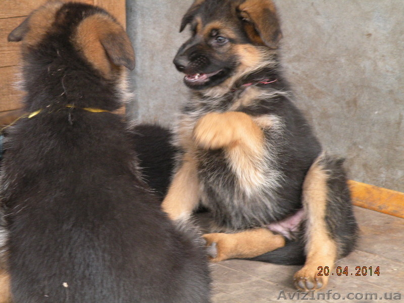 Элитные щенки немецкой овчарки  шоу класса - <ro>Изображение</ro><ru>Изображение</ru> #2, <ru>Объявление</ru> #1077858