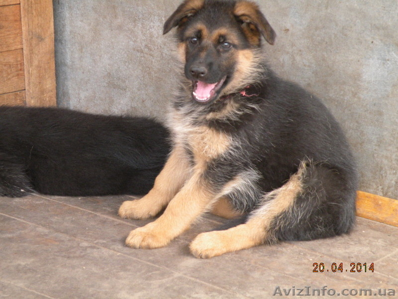 Элитные щенки немецкой овчарки  шоу класса - <ro>Изображение</ro><ru>Изображение</ru> #1, <ru>Объявление</ru> #1077858
