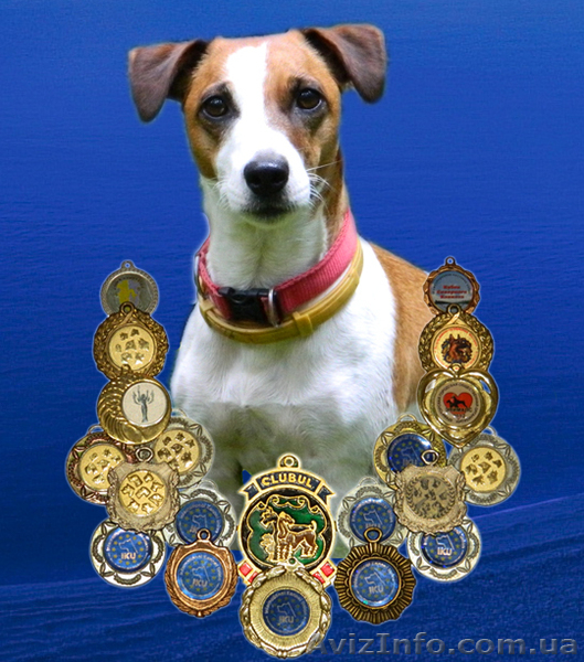 Лучший антикризисный друг – шенок джек рассел терьера  - <ro>Изображение</ro><ru>Изображение</ru> #1, <ru>Объявление</ru> #1073158