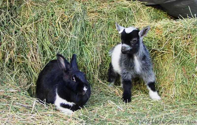 мини овцы, карликовые антилопы, карликовые коровы, лани др. - <ro>Изображение</ro><ru>Изображение</ru> #4, <ru>Объявление</ru> #1067536