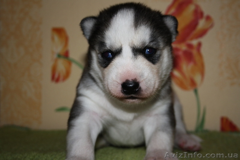 Хаски голубоглазые щенки - <ro>Изображение</ro><ru>Изображение</ru> #3, <ru>Объявление</ru> #1073401