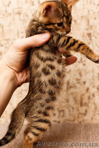 Продаются бенгальские коты и кошки - <ro>Изображение</ro><ru>Изображение</ru> #4, <ru>Объявление</ru> #1082538
