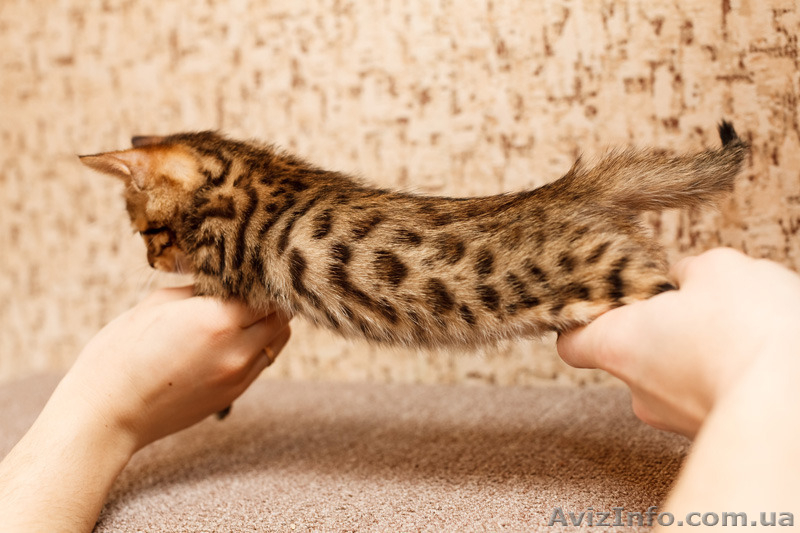 Продаются бенгальские коты и кошки - <ro>Изображение</ro><ru>Изображение</ru> #3, <ru>Объявление</ru> #1082538
