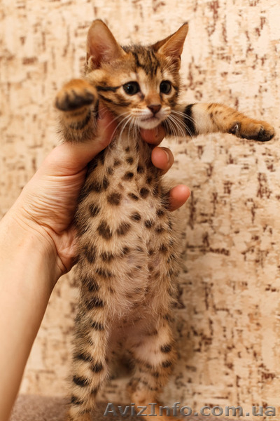 Продаются бенгальские коты и кошки - <ro>Изображение</ro><ru>Изображение</ru> #6, <ru>Объявление</ru> #1082538