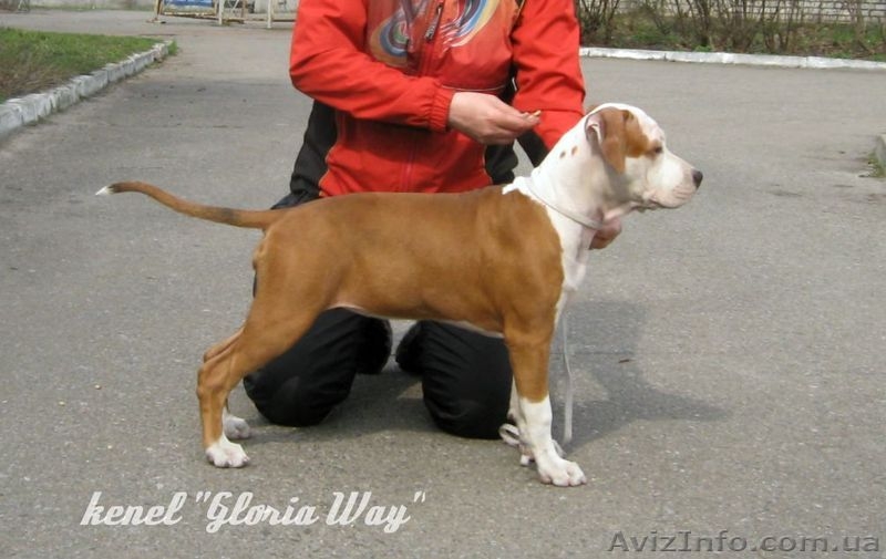 Выстовачный щенок  Девочка  Ам. Стафф. Терьер., - <ro>Изображение</ro><ru>Изображение</ru> #1, <ru>Объявление</ru> #313359