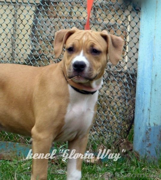 Выстовачный щенок  Девочка  Ам. Стафф. Терьер., - <ro>Изображение</ro><ru>Изображение</ru> #3, <ru>Объявление</ru> #313359