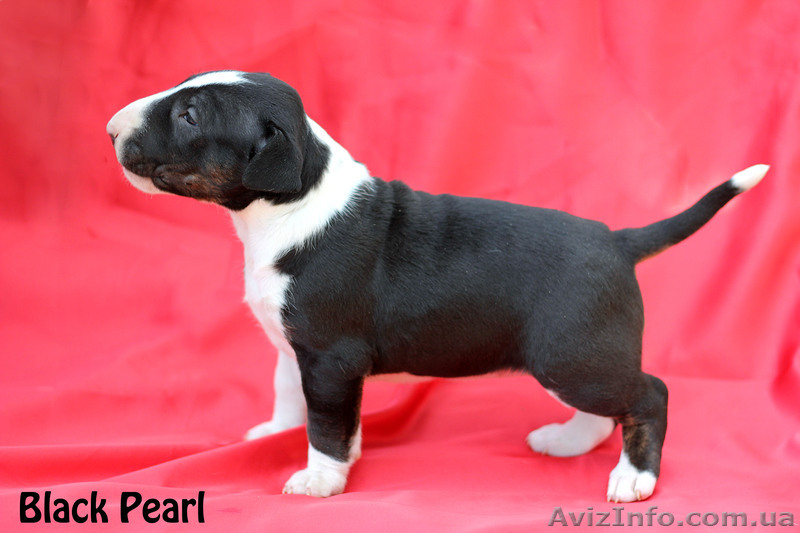 щенки бультерьера от титулованых родителей - <ro>Изображение</ro><ru>Изображение</ru> #2, <ru>Объявление</ru> #1069643