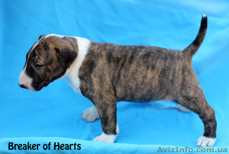 щенки бультерьера от титулованых родителей - <ro>Изображение</ro><ru>Изображение</ru> #1, <ru>Объявление</ru> #1069643