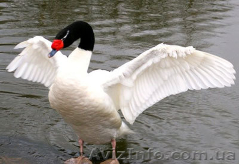 Черный и Черношейный лебедь, продам лебедей - <ro>Изображение</ro><ru>Изображение</ru> #3, <ru>Объявление</ru> #1067514