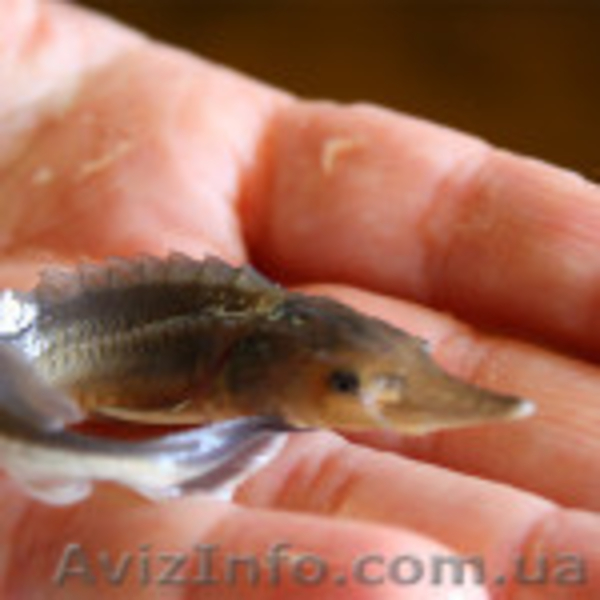 Икра, личинка,  мальк осетровых рыб - <ro>Изображение</ro><ru>Изображение</ru> #3, <ru>Объявление</ru> #1067678