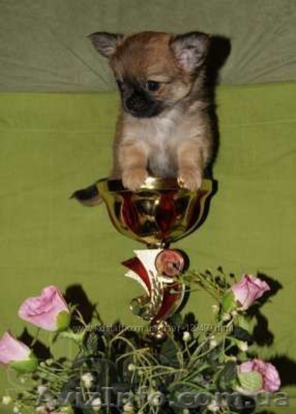 Щенки чихуахуа из профессионального питомника - <ro>Изображение</ro><ru>Изображение</ru> #3, <ru>Объявление</ru> #1082904