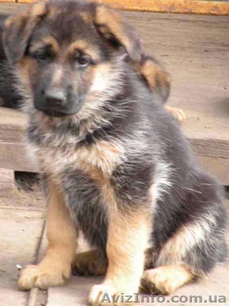 немецкое овчарование - <ro>Изображение</ro><ru>Изображение</ru> #5, <ru>Объявление</ru> #1076021