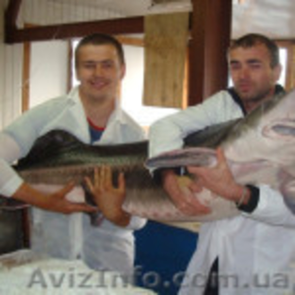 Икра, личинка,  мальк осетровых рыб - <ro>Изображение</ro><ru>Изображение</ru> #4, <ru>Объявление</ru> #1067678