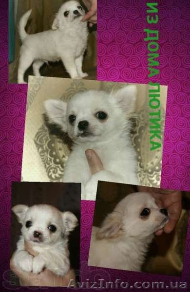 Щенки чихуахуа из профессионального питомника - <ro>Изображение</ro><ru>Изображение</ru> #2, <ru>Объявление</ru> #1082904