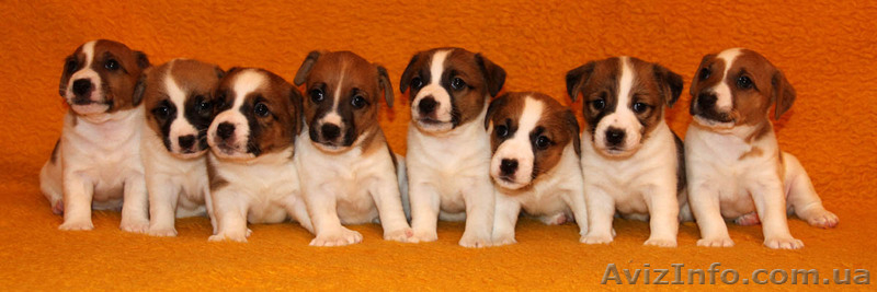 Щенки чемпионов джек рассел терьера - <ro>Изображение</ro><ru>Изображение</ru> #3, <ru>Объявление</ru> #1069426