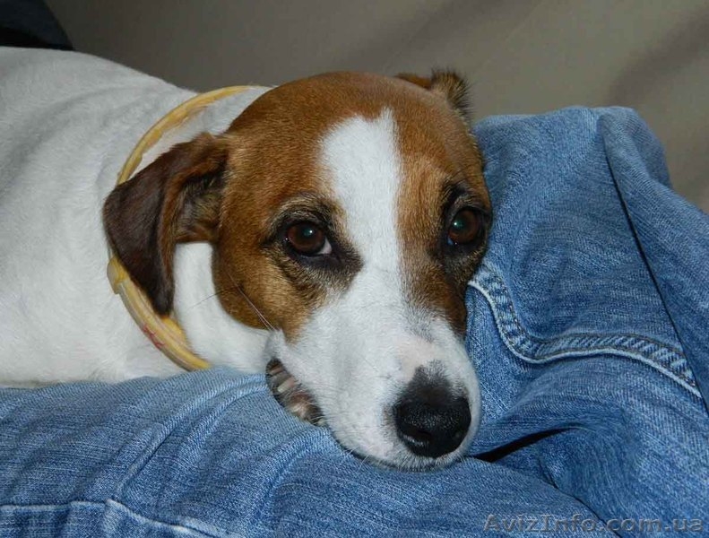 Симпатичные щенки джек рассел терьера - <ro>Изображение</ro><ru>Изображение</ru> #1, <ru>Объявление</ru> #1076055