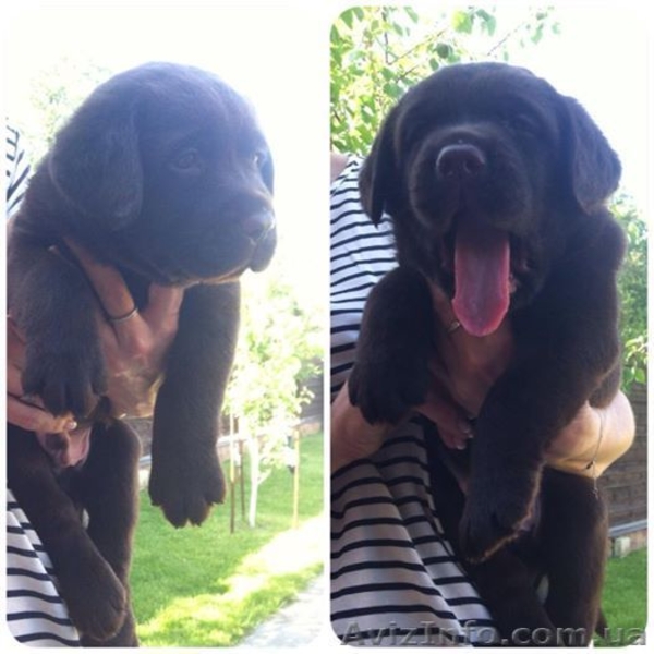 Продаются элитные, клубные щенки шоколадного лабрадора ретривера  - <ro>Изображение</ro><ru>Изображение</ru> #3, <ru>Объявление</ru> #1092325