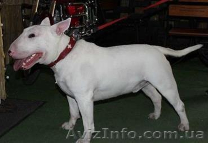 Продаются щенки английского бультерьера - <ro>Изображение</ro><ru>Изображение</ru> #1, <ru>Объявление</ru> #1091058