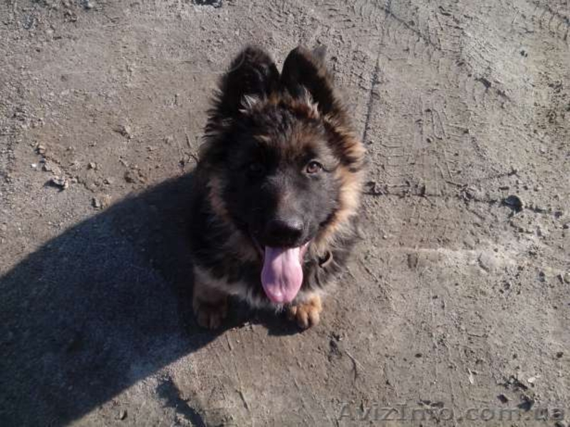  Немецкая родословная овчарка со всеми документами  - <ro>Изображение</ro><ru>Изображение</ru> #1, <ru>Объявление</ru> #1085592